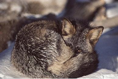 恐怖合作游戏《劫盗惊魂夜》新恶灵登场！限时折扣-20%