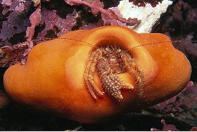 《Elin》试玩体验版发布 好评开放世界模拟RPG