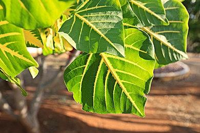 《巫师》新作开发人数近330人 未来将增加到400多人